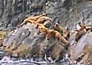 Sea lions on rocks in Prince William Sound